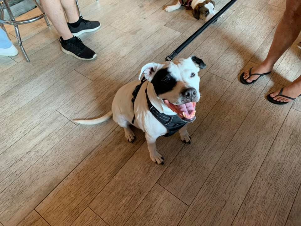 Hounds Town Charities - Brewer's Collective Beer Company