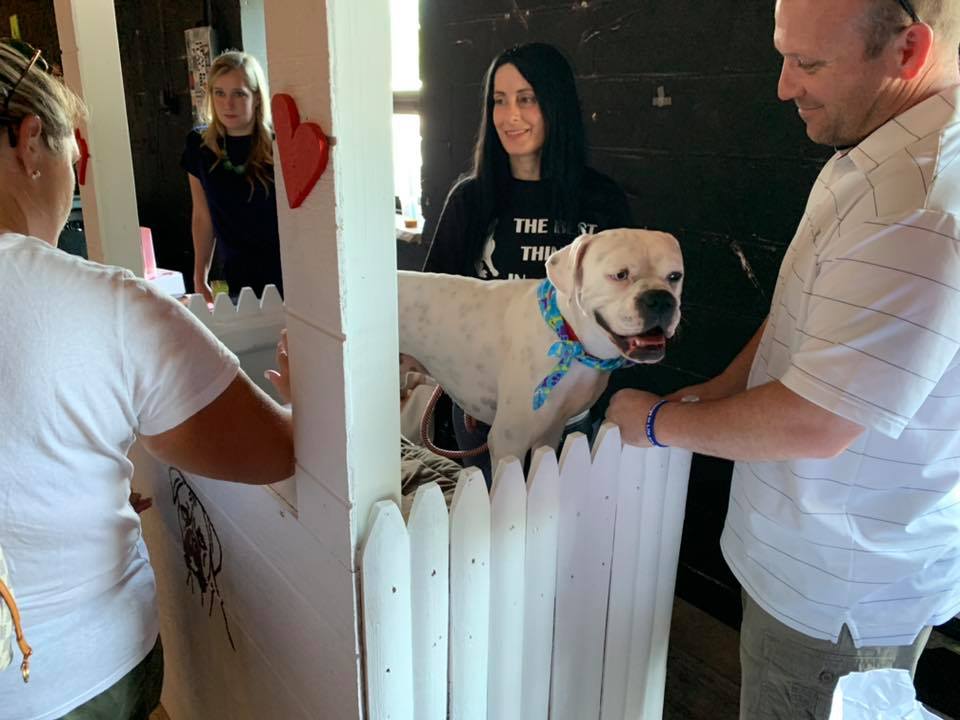 Hounds Town Farmingdale - Adopt a Boxer