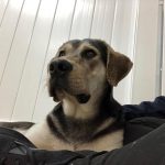 brown dog laying down and looking into distance