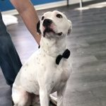 white dog sitting on wood floor with bowtie on