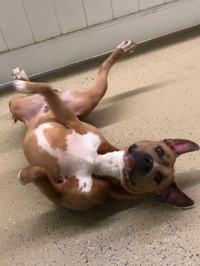 doggie daycare - hounds town - garden city