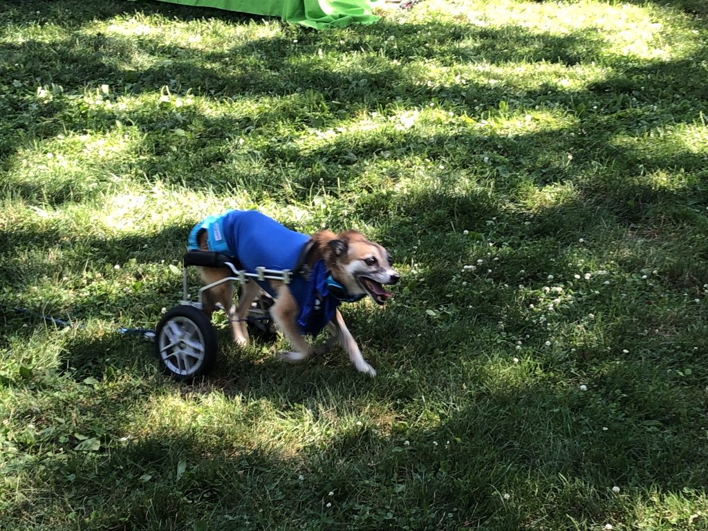 Hounds Town Mascot Rosie