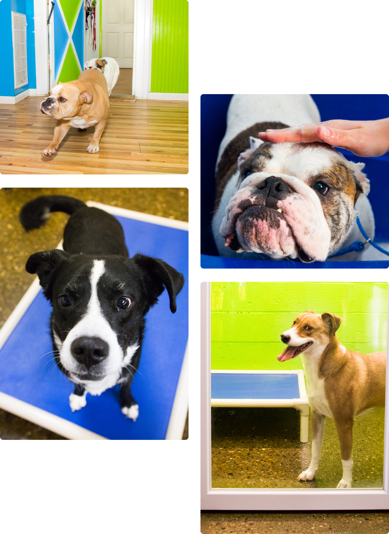 Dog Boarding Services