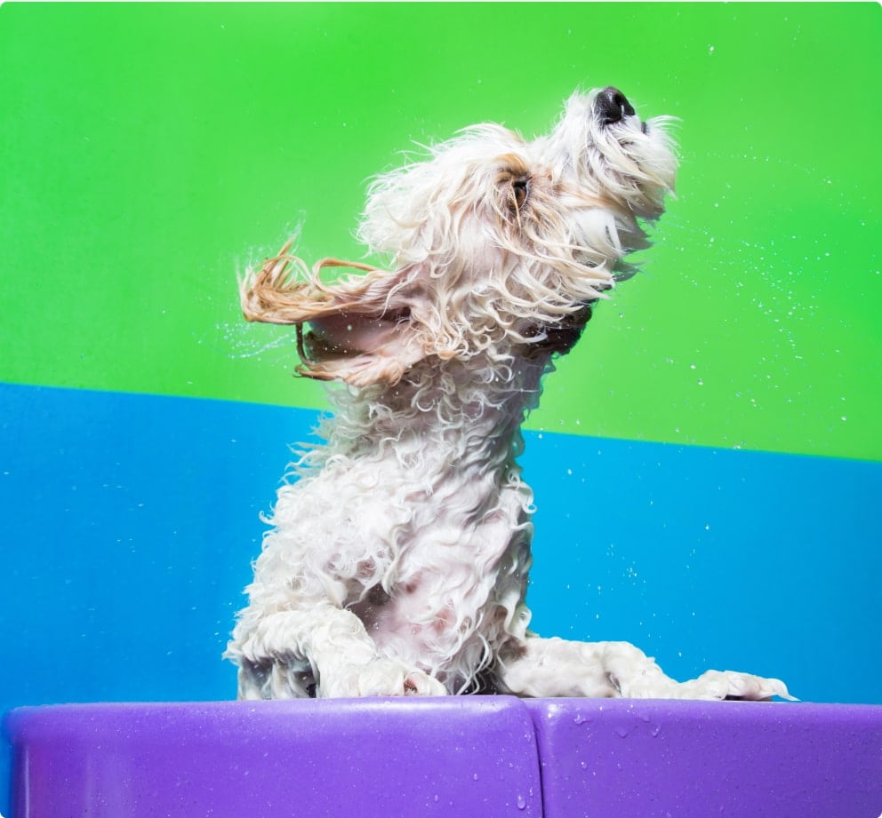 Dog Grooming Services