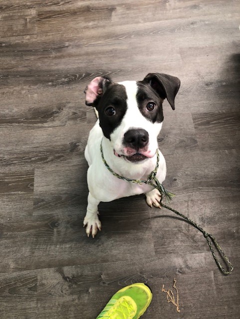 black and white small dog sitting with a leash on