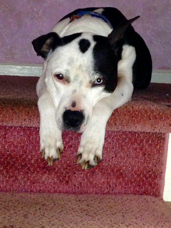 rescue dog that helped with family loss