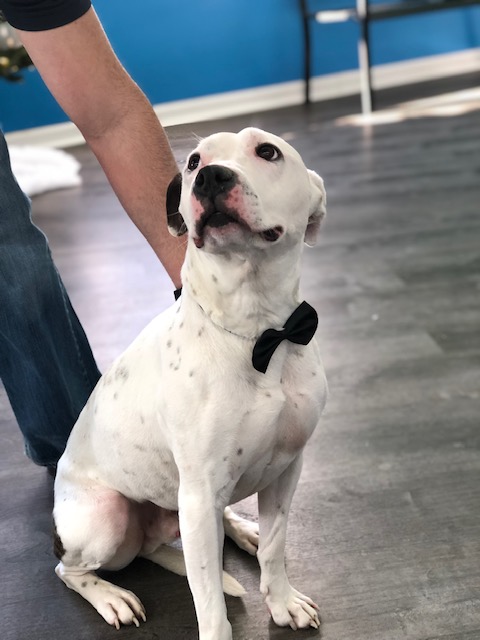 white dog sitting wearing a bowtie