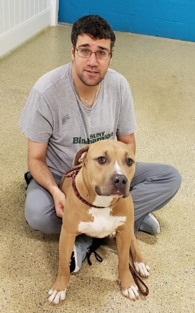 dog day care - foster dog - hounds town - garden city