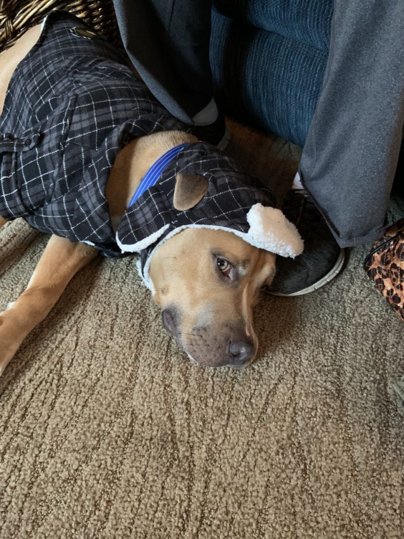 brown dog with winter coat and hat
