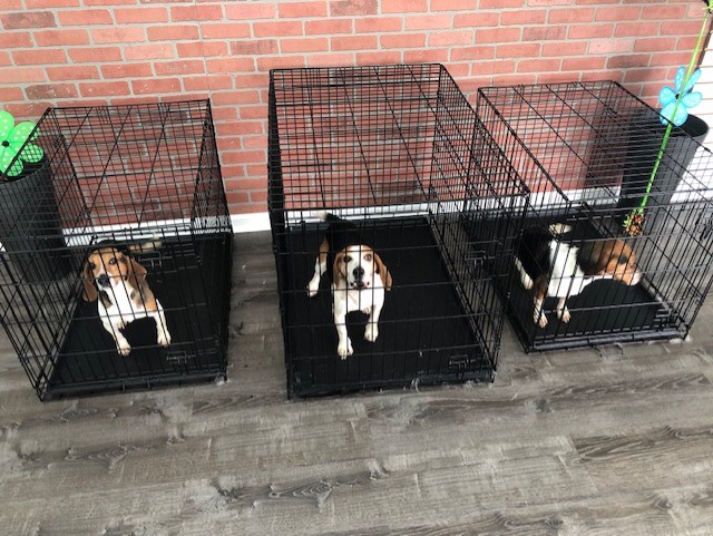 Dog Day Care Hounds Town Bergen