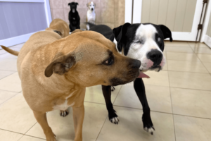 Blind dog playing with another dog at doggy daycare in Ronkonkoma on Long Island, NY