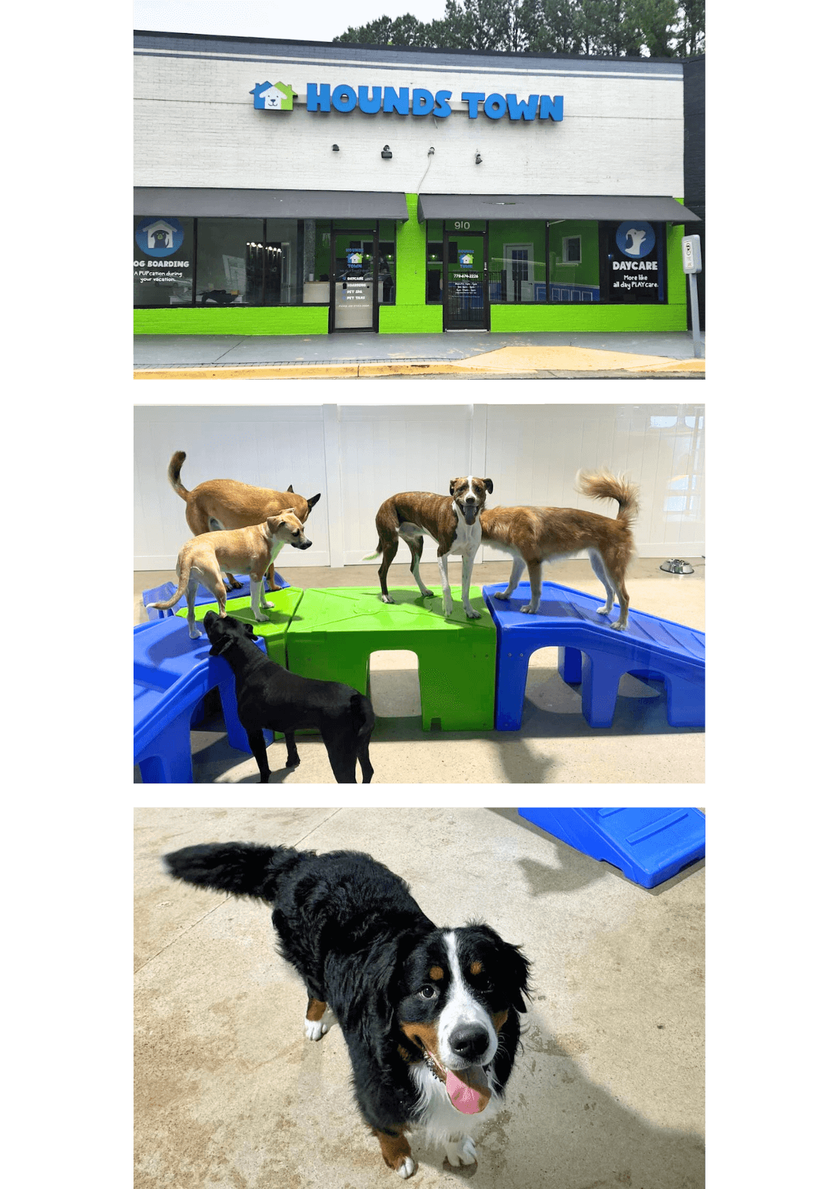 Photos of dogs at Hounds Town doggy daycare in Sandy Springs, GA, near Atlanta