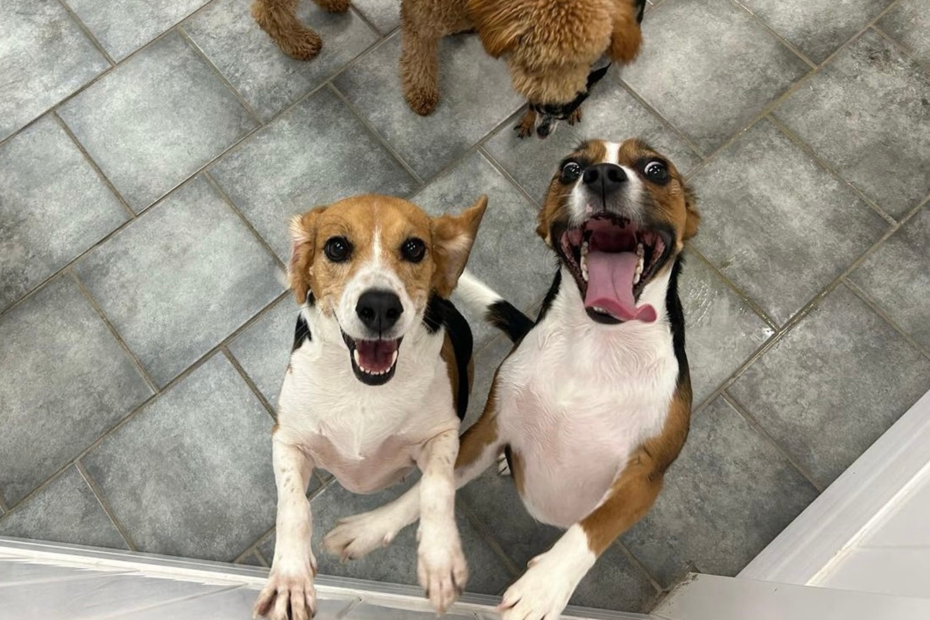 Two dogs with their tongues out at doggy daycare