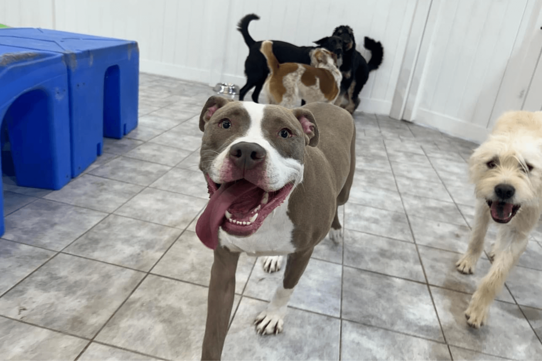 dog running around at dog daycare with tongue hanging out