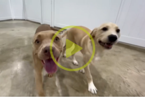 Dogs playing at doggy daycare