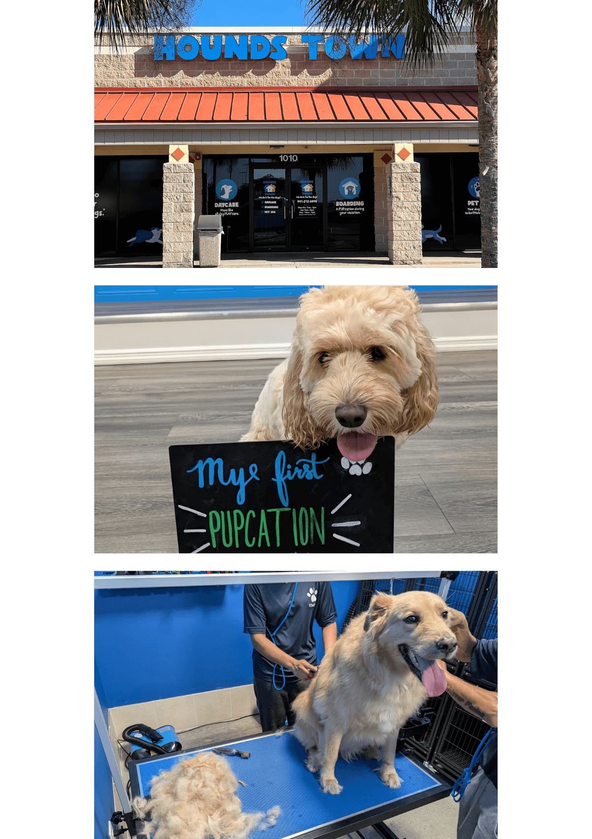 Hounds Town Bradenton, Florida store front, dog on first pupcation, and dog getting groomed