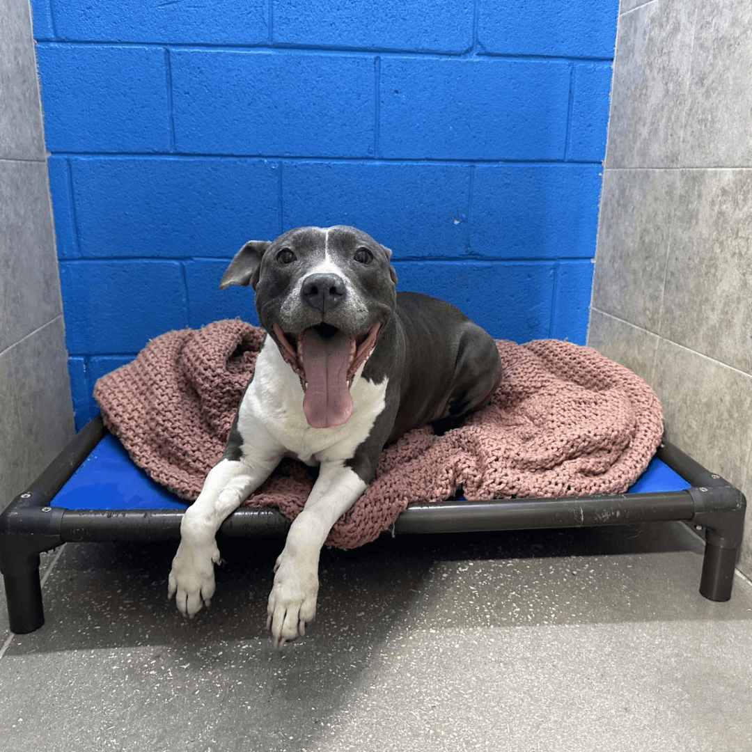 Happy dog in overnight boarding suite after playing all day at doggy daycare