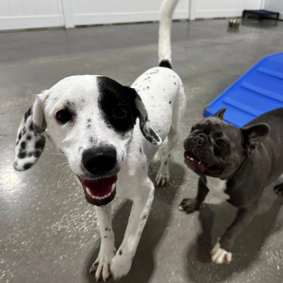 A puppy and small dog playing together at Hounds Town doggy daycare