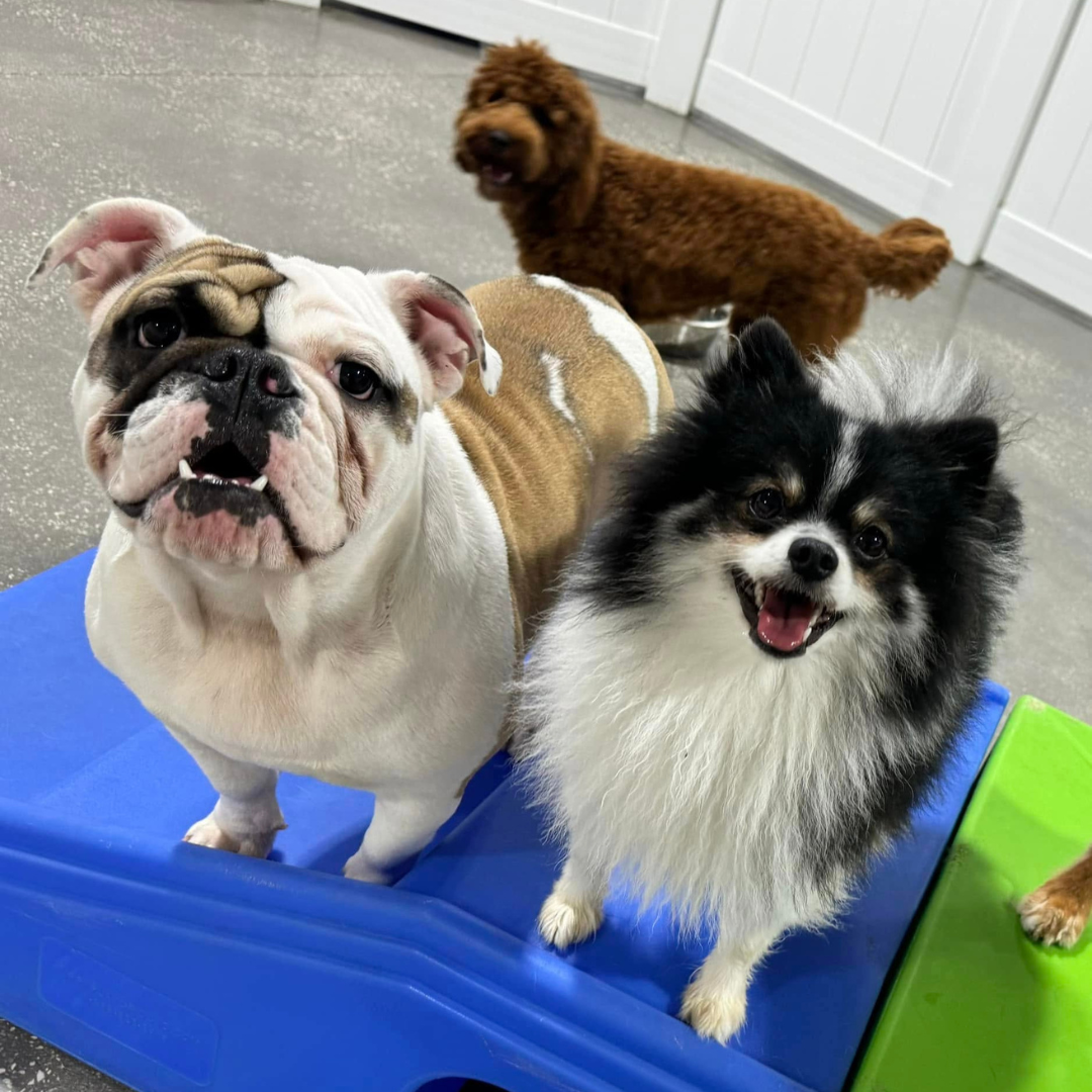 Two dogs playing at doggy daycare at Hounds Town