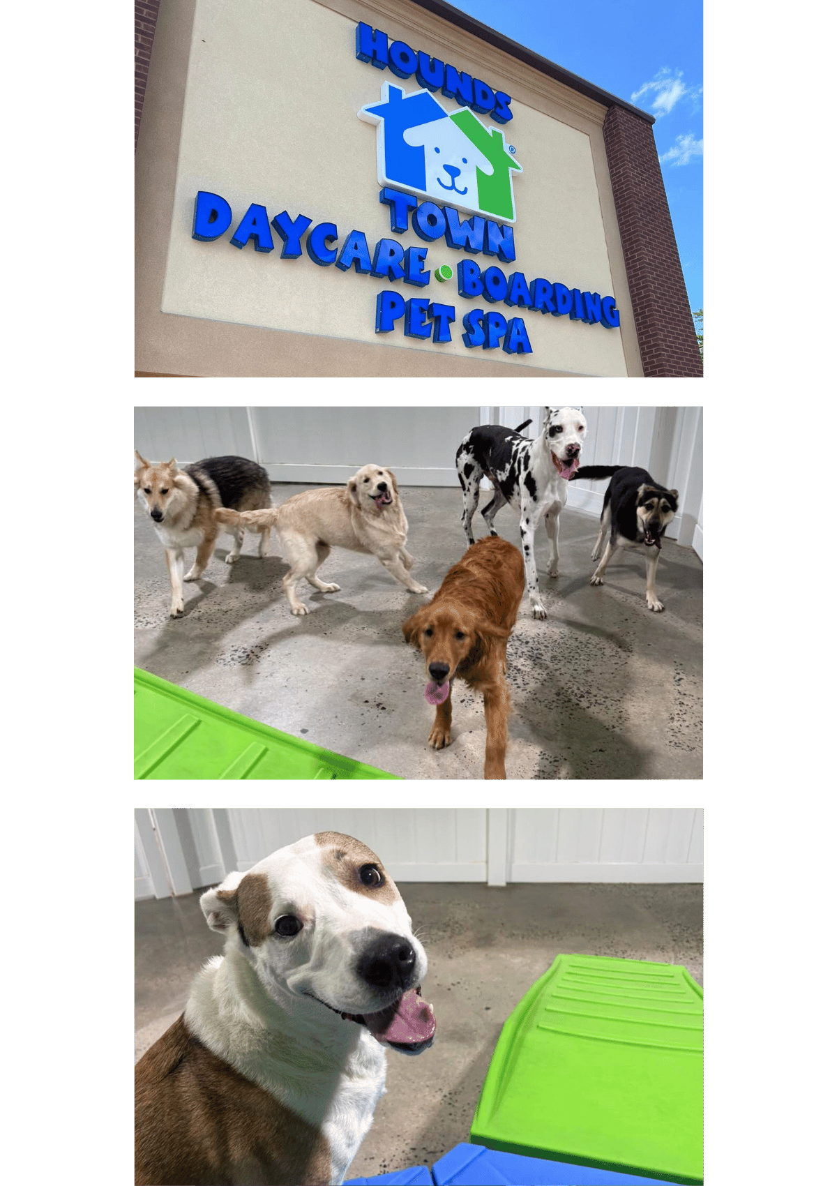 Photos from Hounds Town dog daycare and pet boarding in Freehold, NJ