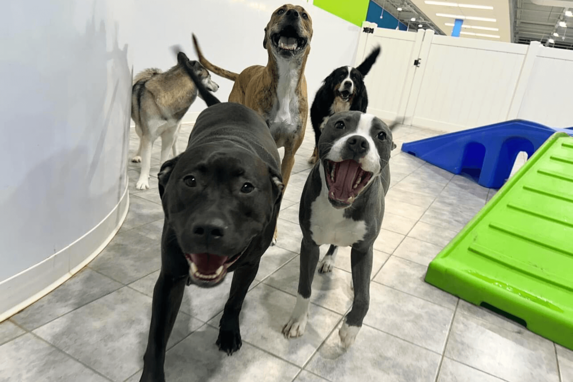 Group of dogs, playing at doggy daycare