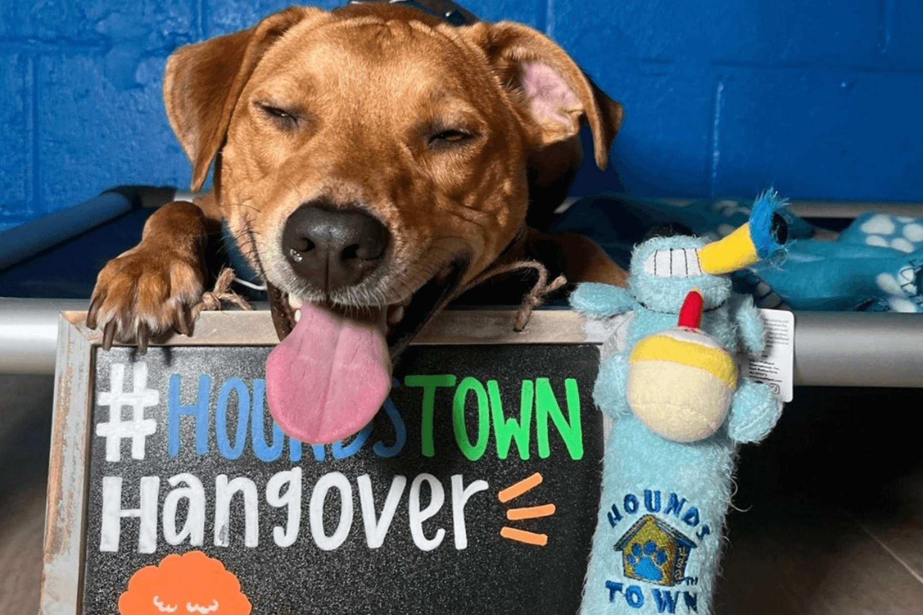Dog laying in bed with tongue hanging out