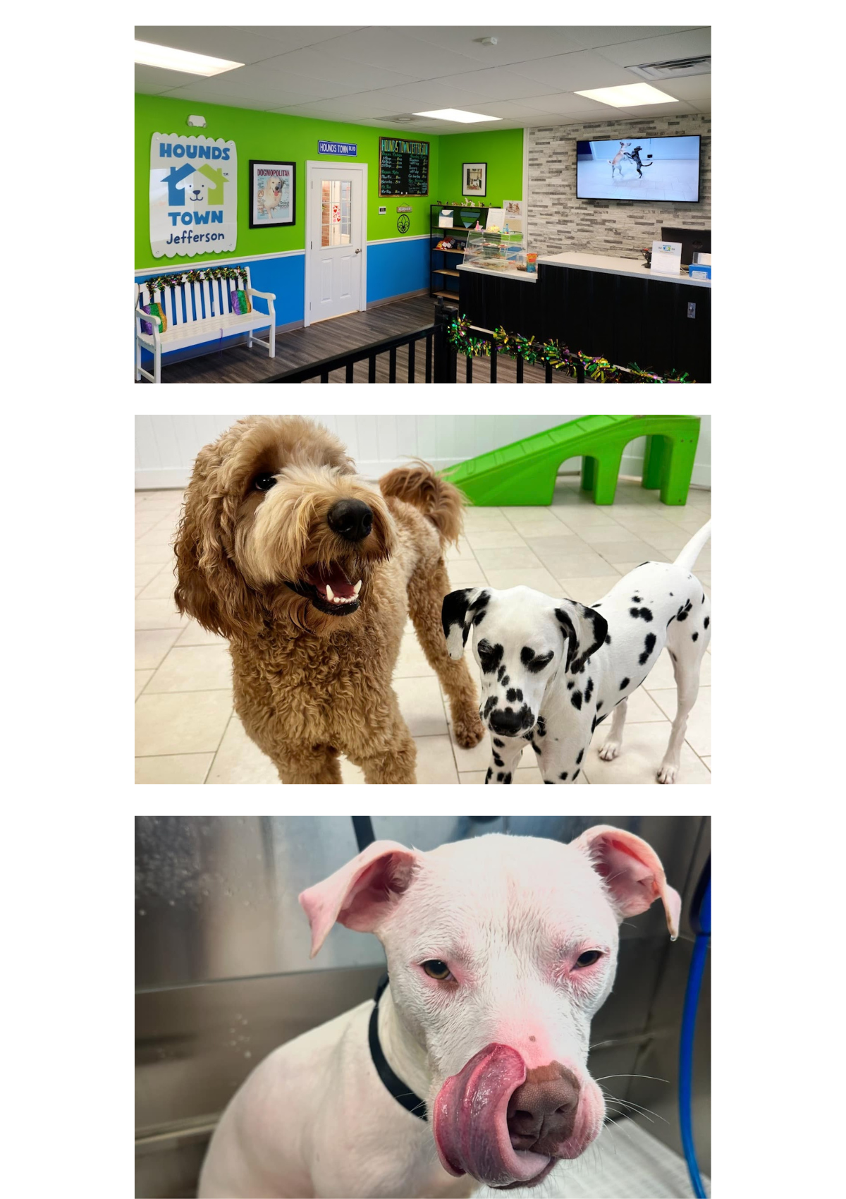 Photos from Hounds Town doggy daycare in New Orleans - Jefferson