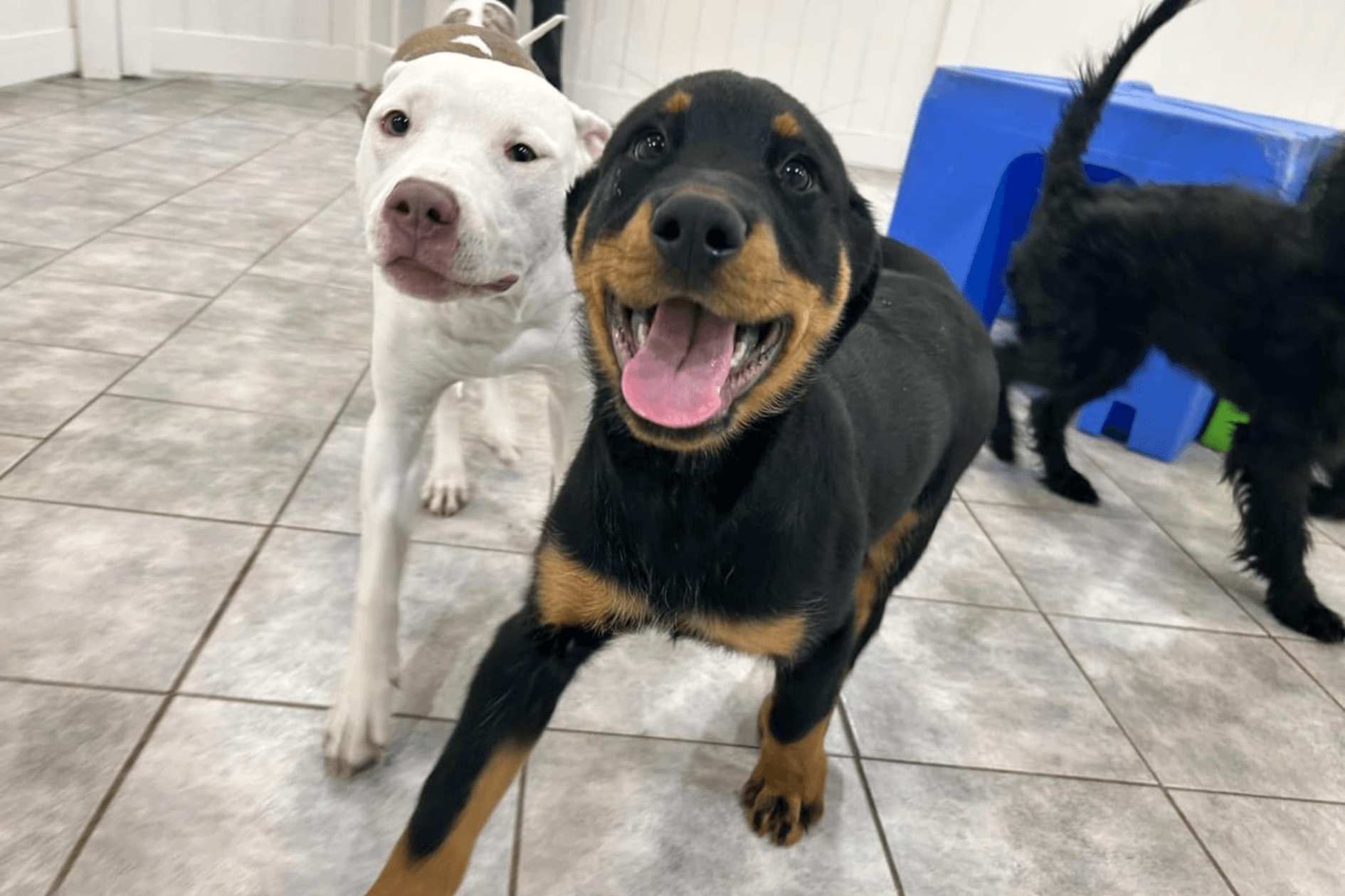 Puppies playing at doggy daycare