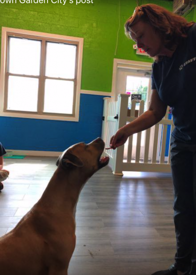 dog day care - garden city - foster care