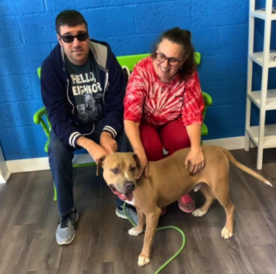 hounds town - garden city - rescue dog - day care